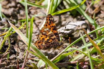 <i>Araschnia levana</i>