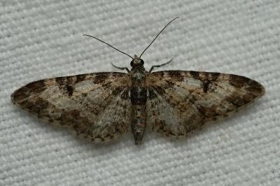 <i>Eupithecia irriguata</i>