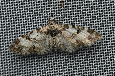 <i>Eupithecia irriguata</i>