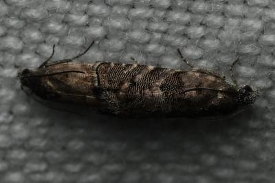 <i>Pammene splendidulana</i>