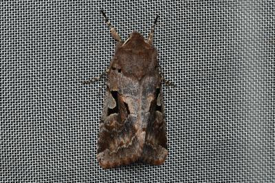 <i>Orthosia gothica</i>