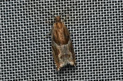 <i>Ancylis comptana</i>