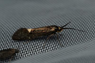 <i>Esperia sulphurella</i>