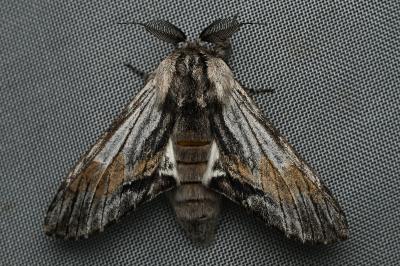 <i>Harpyia milhauseri</i>