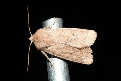 <i>Orthosia cerasi</i>