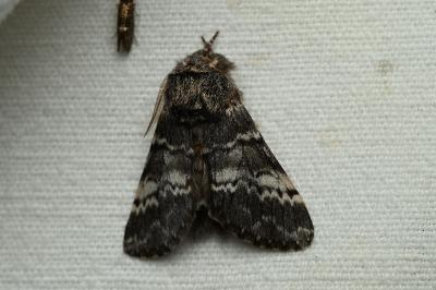<i>Drymonia ruficornis</i>