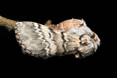 <i>Drymonia ruficornis</i>