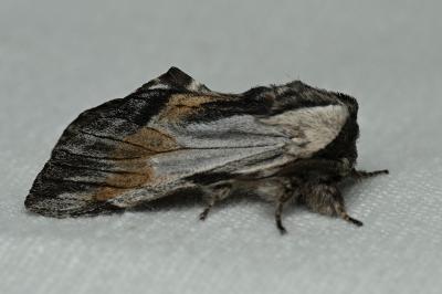 <i>Harpyia milhauseri</i>