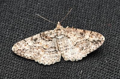 <i>Cleora cinctaria</i>