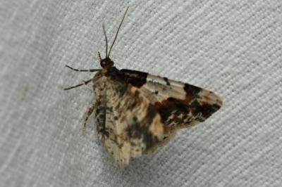 <i>Ligdia adustata</i>
