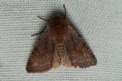 <i>Cerastis rubricosa</i>