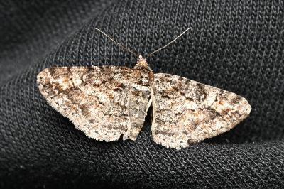 <i>Cleora cinctaria</i>