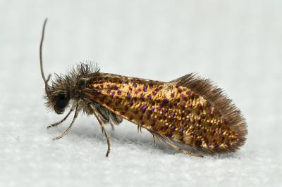 <i>Dyseriocrania subpurpurella</i>