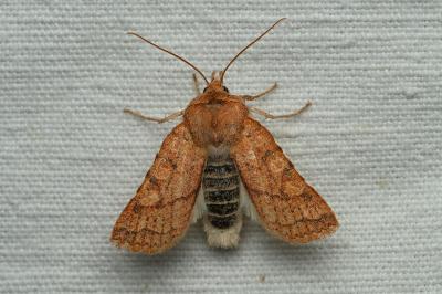 <i>Jodia croceago</i>