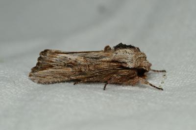 <i>Egira conspicillaris</i>