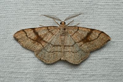 <i>Adactylotis contaminaria</i>