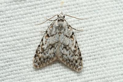 <i>Nola cicatricalis</i>