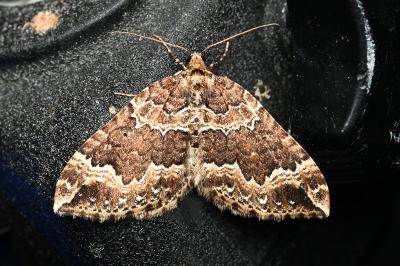 <i>Lampropteryx suffumata</i>