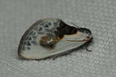 <i>Cilix glaucata</i>