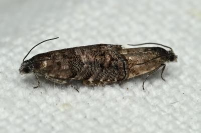 <i>Pammene splendidulana</i>