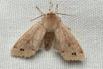 <i>Anorthoa munda</i>