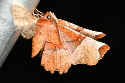 <i>Selenia lunularia</i>