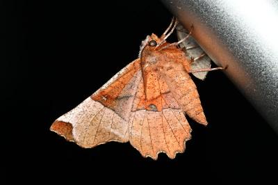 <i>Selenia lunularia</i>