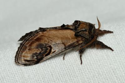 <i>Notodonta ziczac</i>