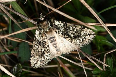 <i>Polyploca ridens</i>