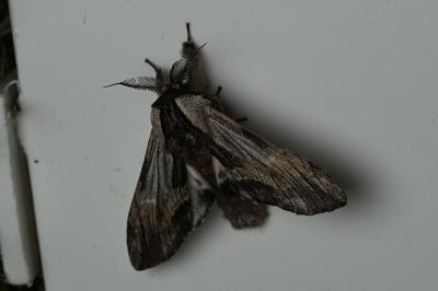 <i>Harpyia milhauseri</i>