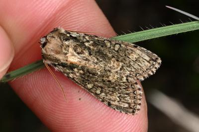 <i>Polyploca ridens</i>