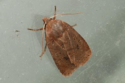 <i>Conistra vaccinii</i>