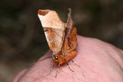 <i>Selenia lunularia</i>