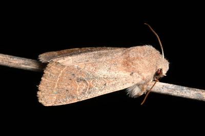 <i>Orthosia gracilis</i>