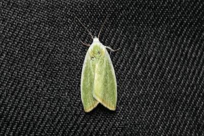 <i>Earias clorana</i>