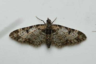 <i>Eupithecia irriguata</i>