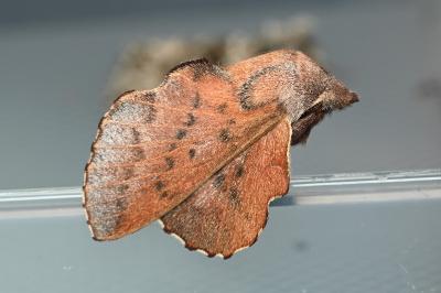 <i>Phyllodesma tremulifolia</i>