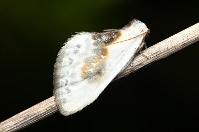 <i>Cilix glaucata</i>