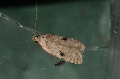 <i>Agonopterix propinquella</i>