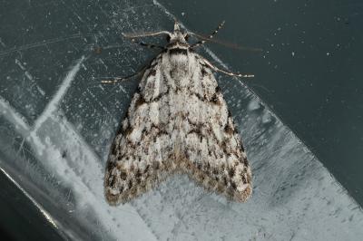 <i>Nola cicatricalis</i>