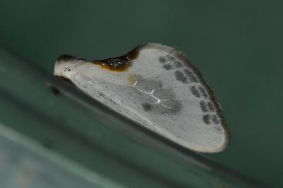 <i>Cilix hispanica</i>