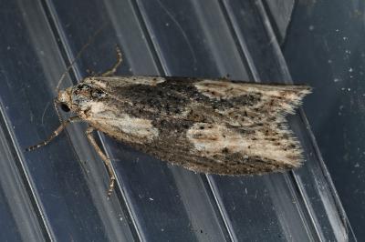 <i>Doloploca punctulana</i>