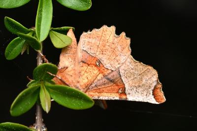<i>Selenia lunularia</i>