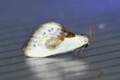 <i>Cilix glaucata</i>