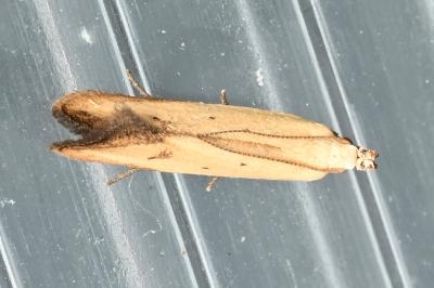 <i>Mesophleps silacella</i>