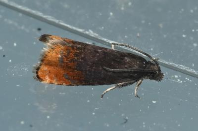 <i>Pammene rhediella</i>