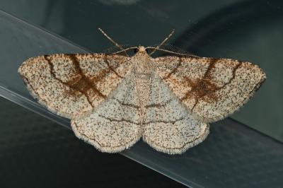 <i>Adactylotis contaminaria</i>