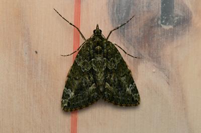 <i>Chloroclysta siterata</i>