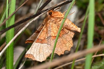 <i>Selenia lunularia</i>