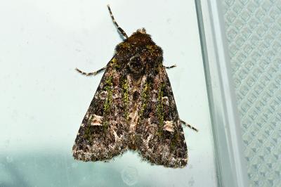 <i>Valeria jaspidea</i>